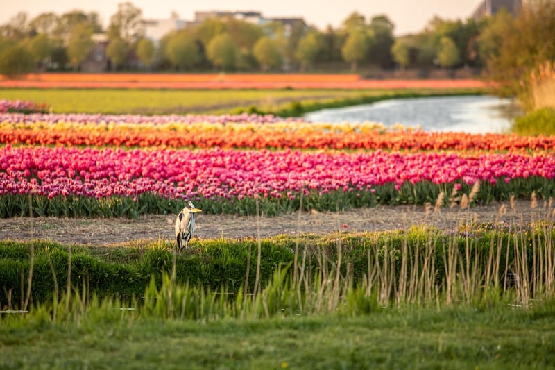 Netherlands Landscape